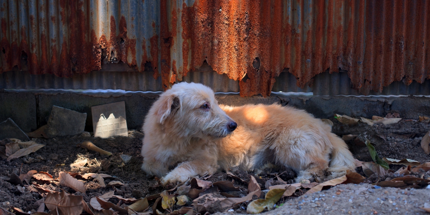 Using maths modelling to stop pet abandonment 