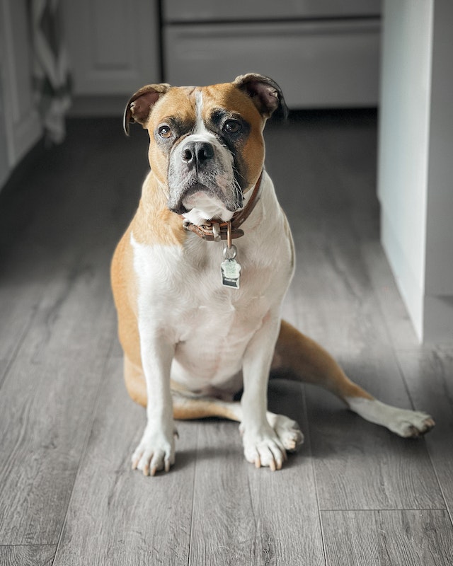a brown and white domestic dog wearing a collar